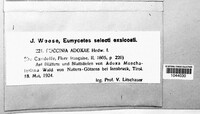 Puccinia adoxae image